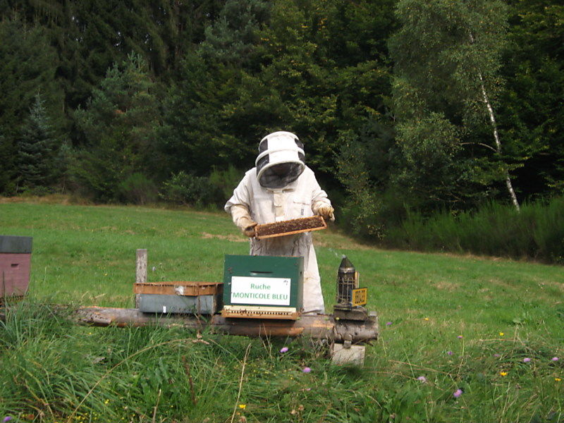 La ruche Monticole bleu