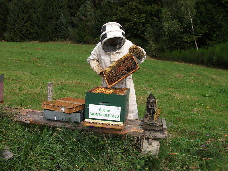 La ruche Monticole bleu