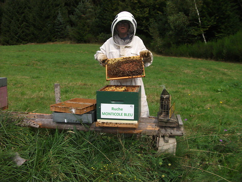 La ruche Monticole bleu
