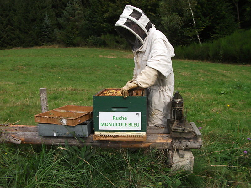 La ruche Monticole bleu