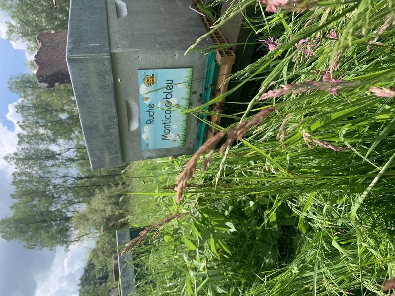 La ruche Monticole bleu