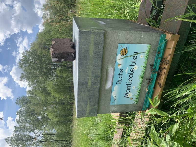La ruche Monticole bleu
