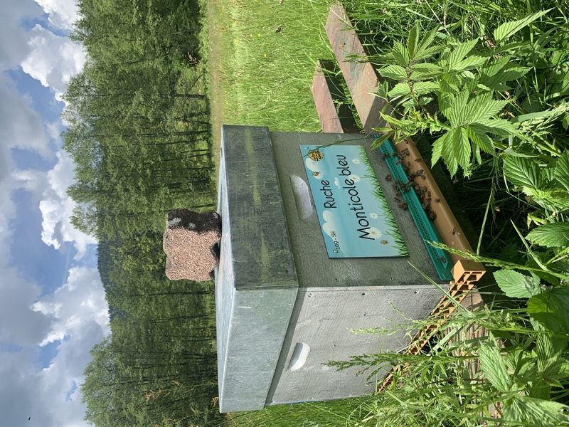 La ruche Monticole bleu