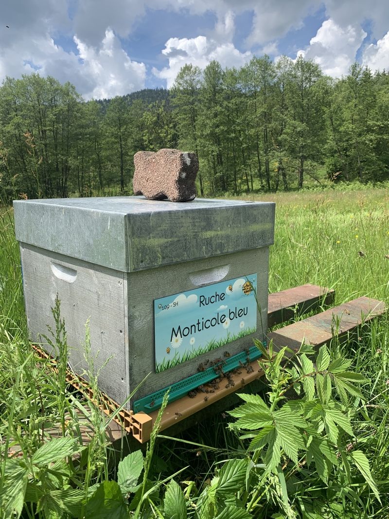 La ruche Monticole bleu