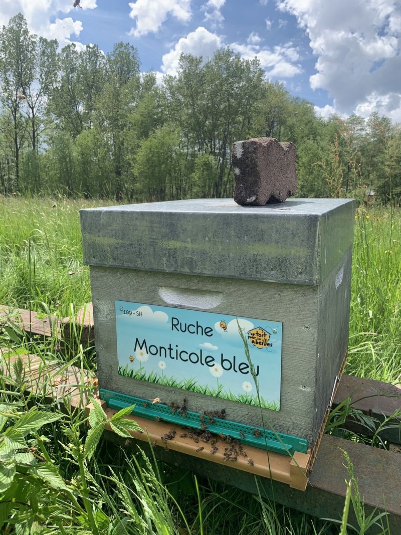 La ruche Monticole bleu
