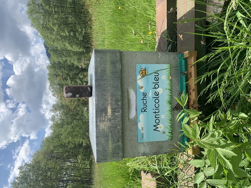 La ruche Monticole bleu