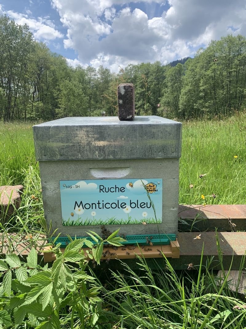 La ruche Monticole bleu