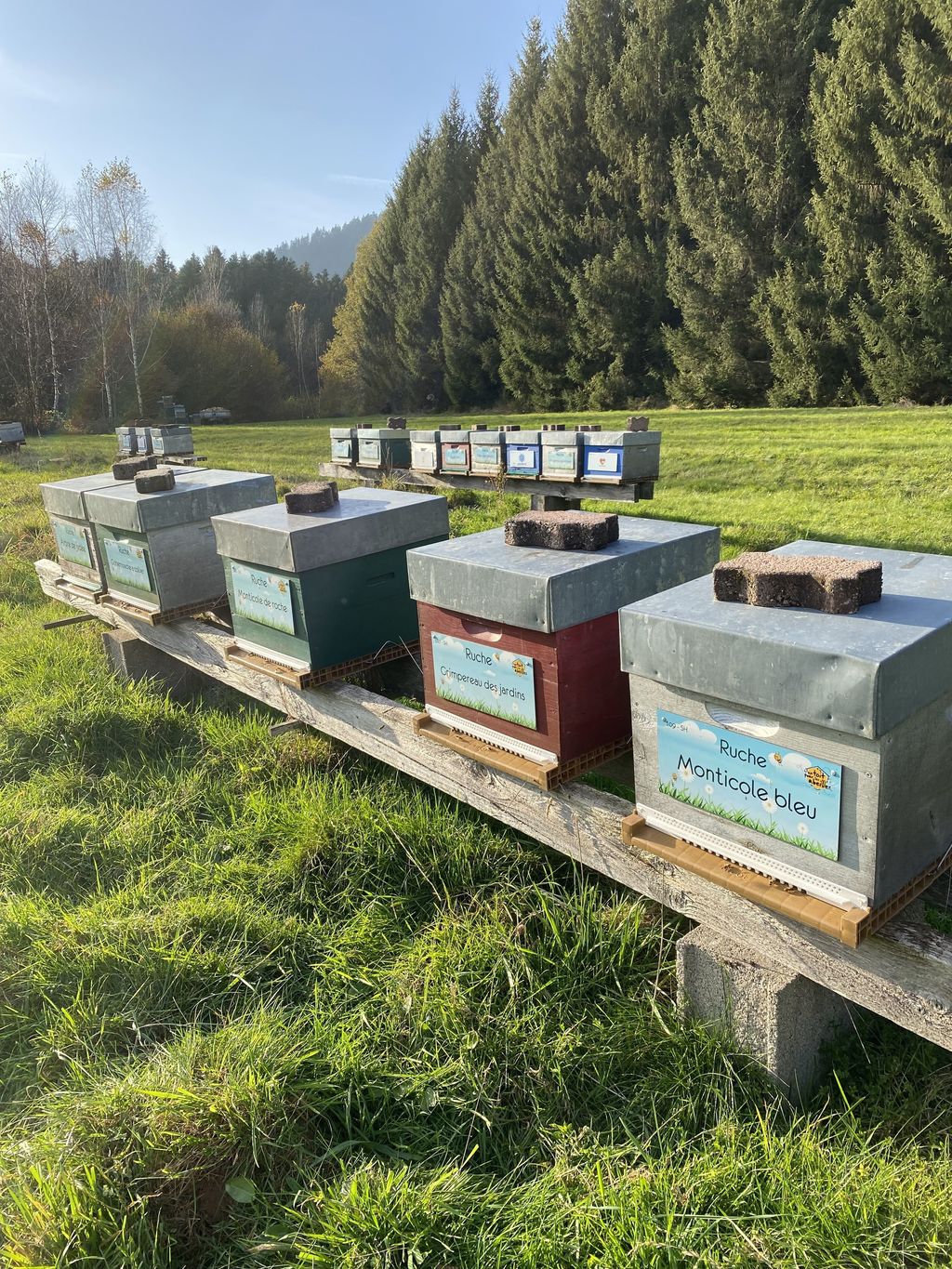 La ruche Monticole bleu