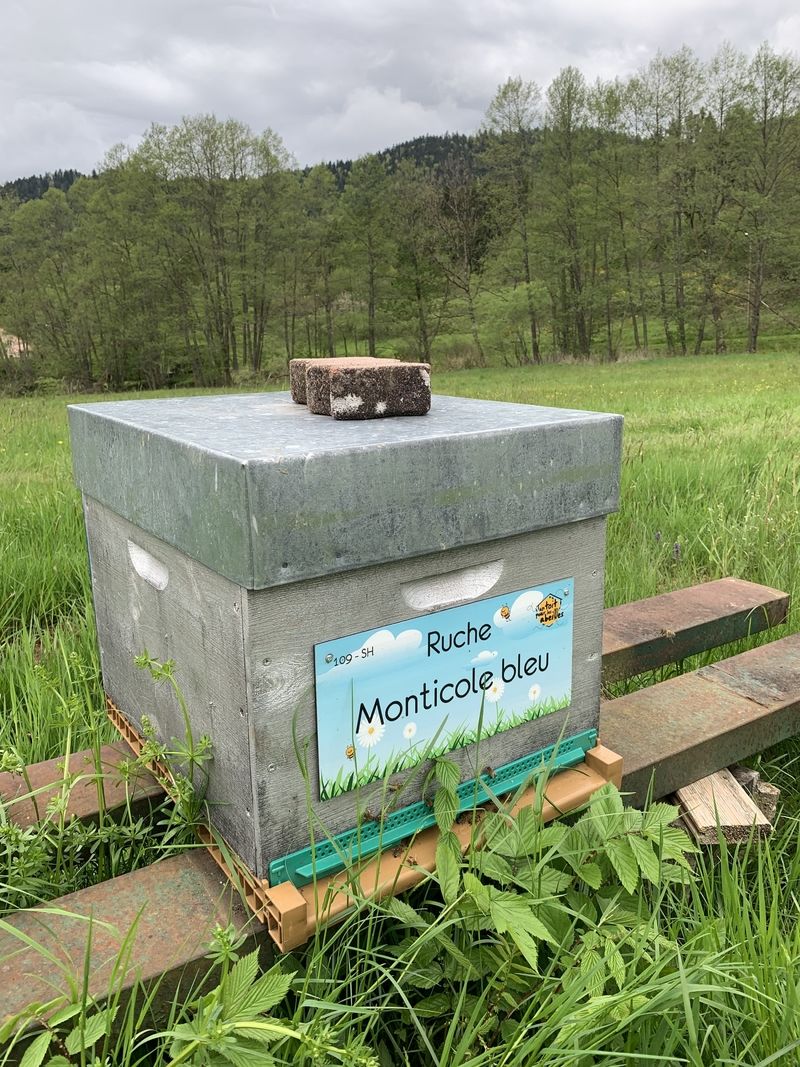La ruche Monticole bleu