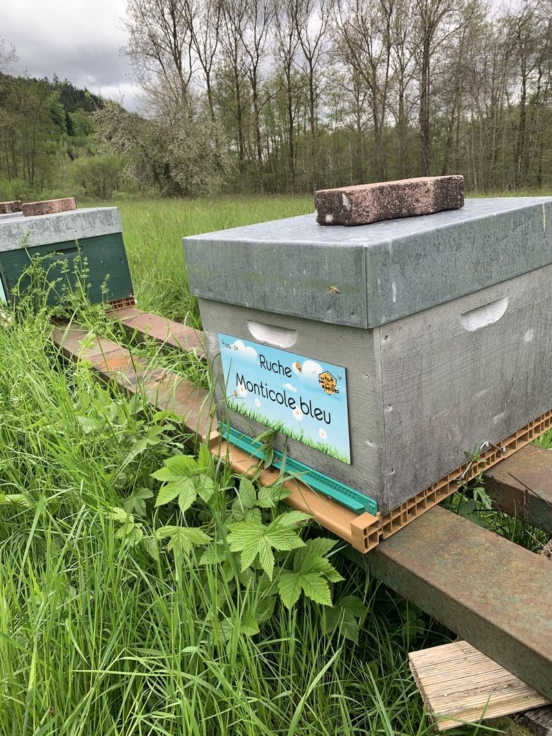 La ruche Monticole bleu