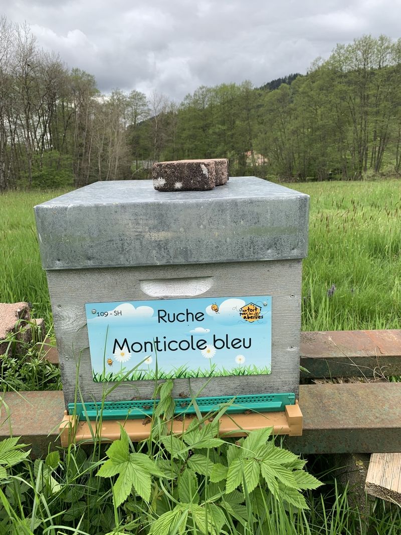 La ruche Monticole bleu