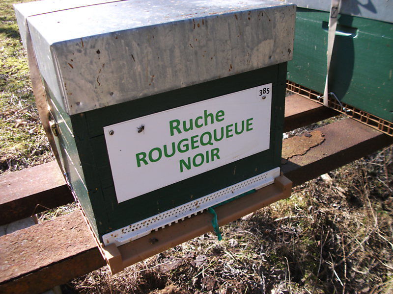 La ruche