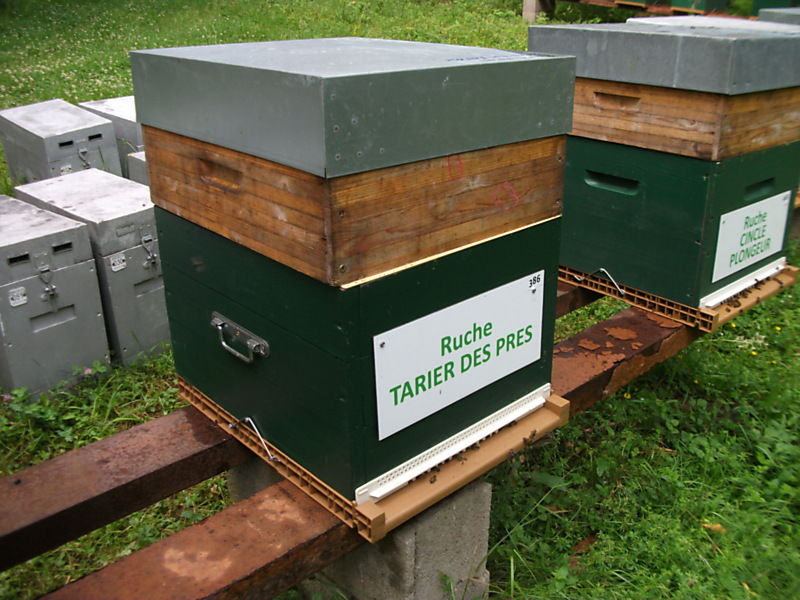 La ruche Tarier des prés