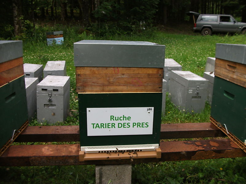 La ruche Tarier des prés