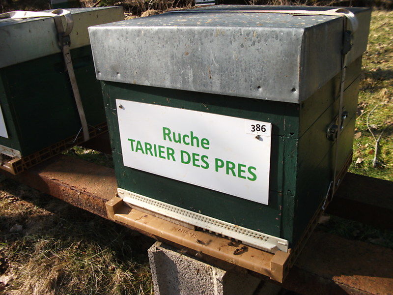 La ruche Tarier des prés