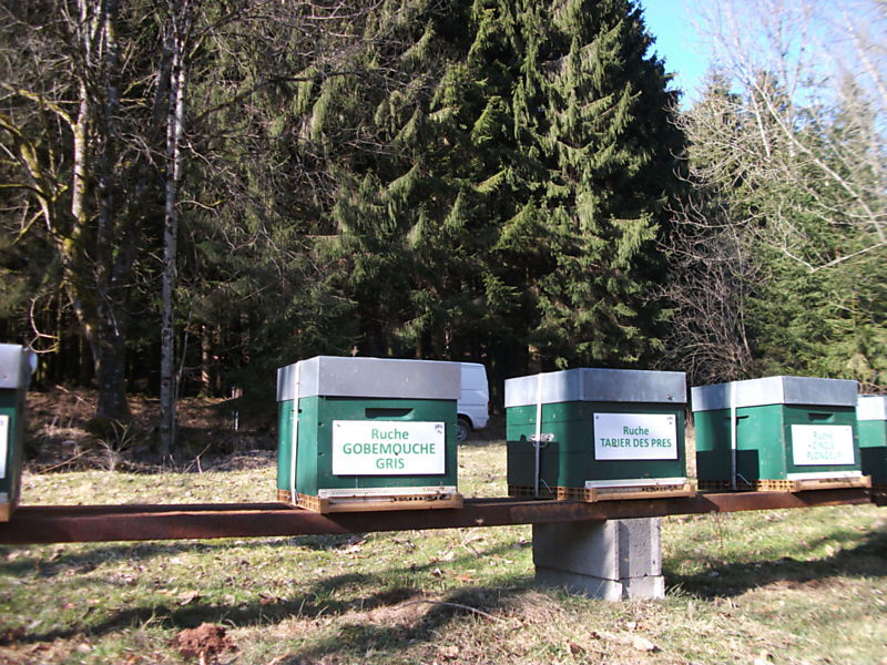 La ruche Tarier des prés