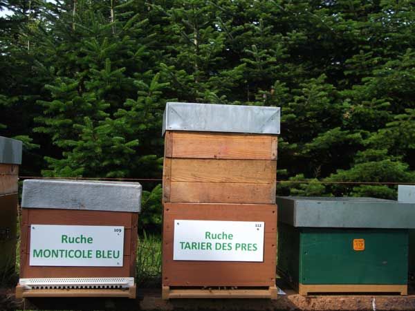 La ruche Tarier des prés