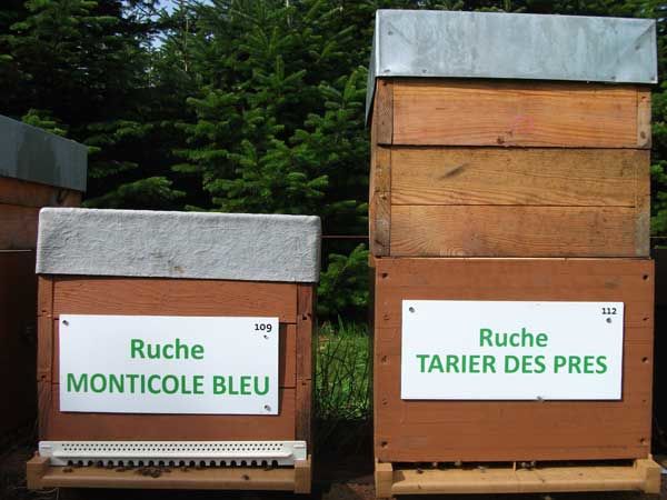 La ruche Tarier des prés