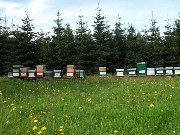 La ruche Tarier des prés