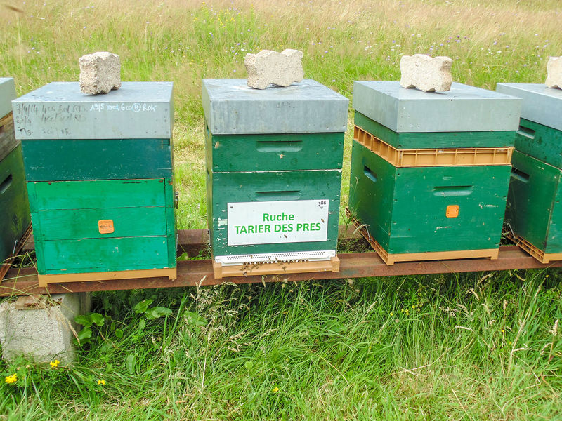La ruche Tarier des prés