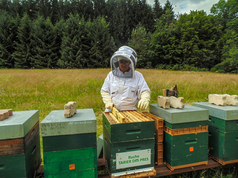 La ruche Tarier des prés