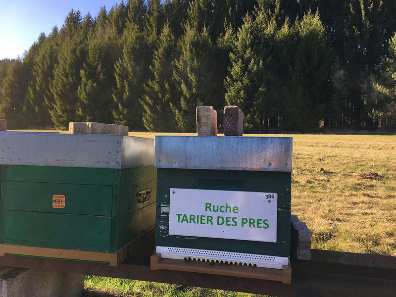 La ruche Tarier des prés