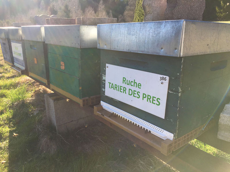 La ruche Tarier des prés