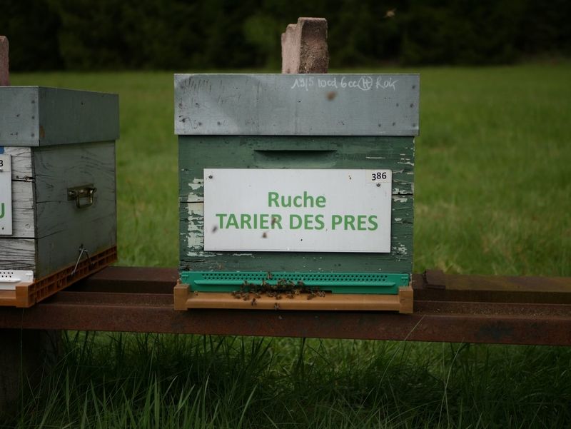 La ruche Tarier des prés