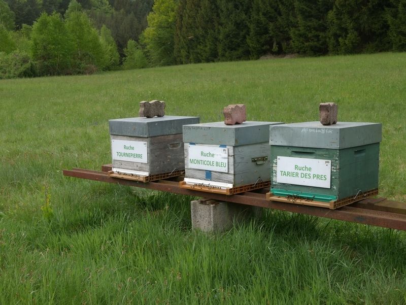 La ruche Tarier des prés