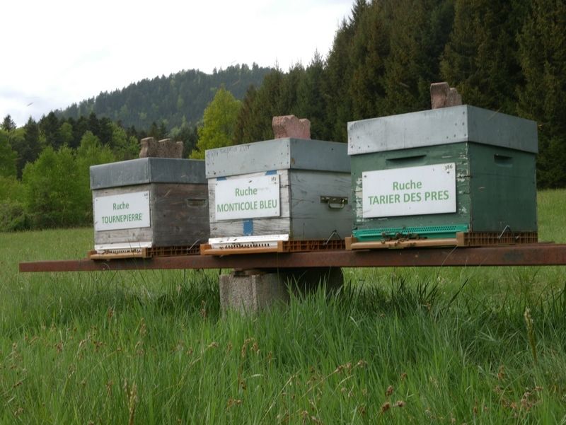 La ruche Tarier des prés