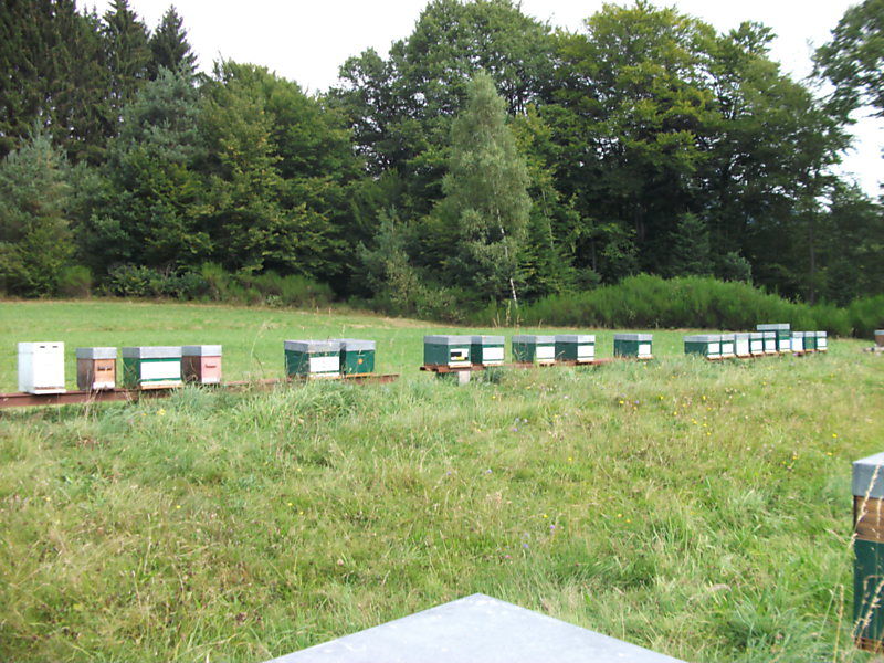 La ruche Tarier des prés