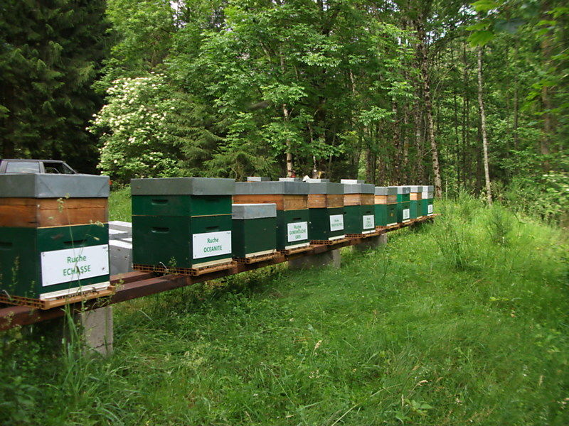 La ruche Tarier des prés