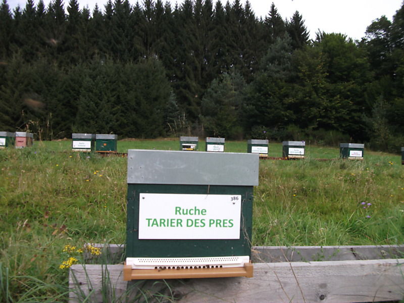 La ruche Tarier des prés