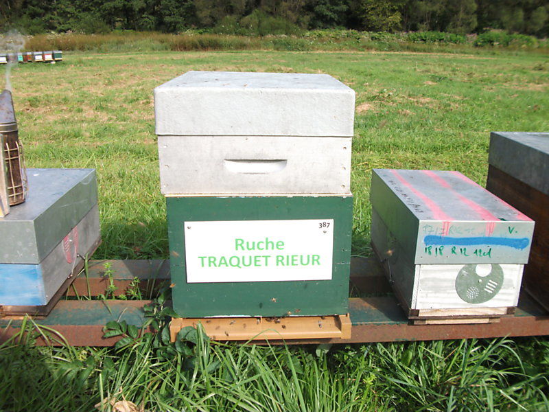La ruche Traquet rieur