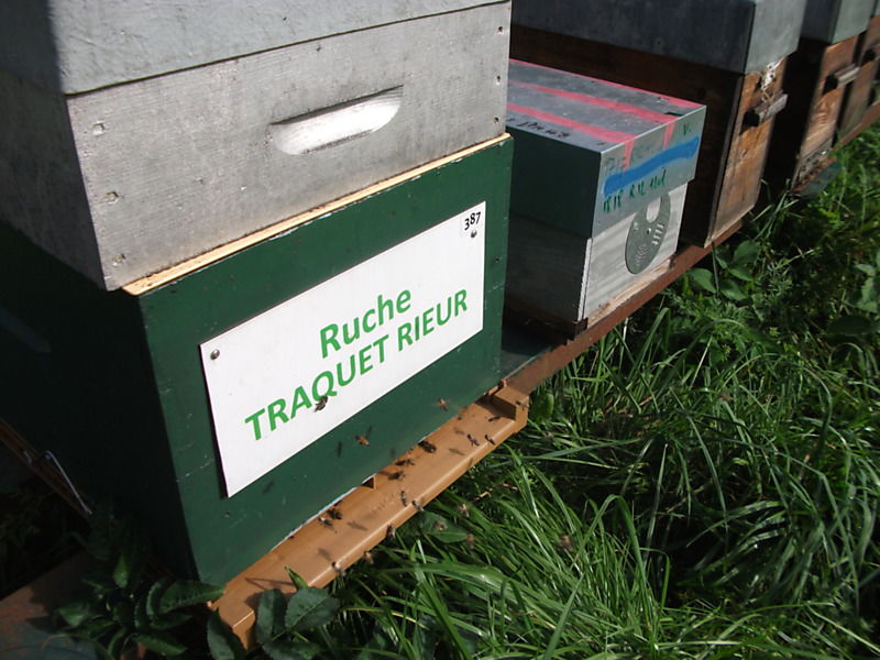 La ruche Traquet rieur