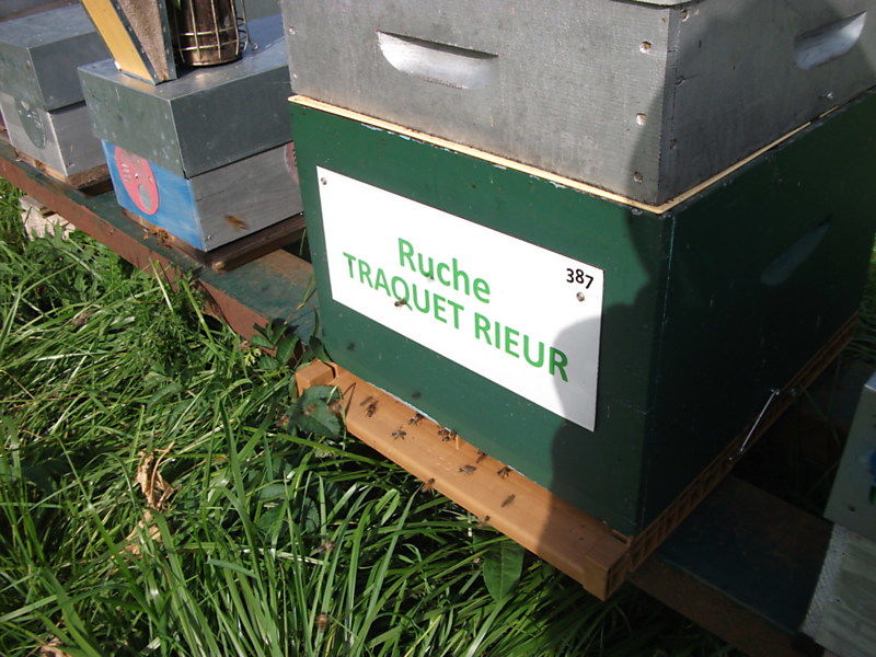 La ruche Traquet rieur