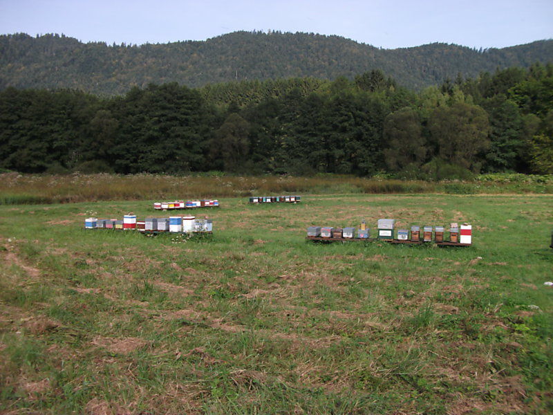 La ruche Traquet rieur