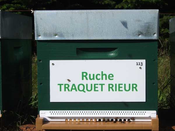 La ruche Traquet rieur