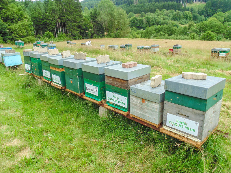 La ruche Traquet rieur