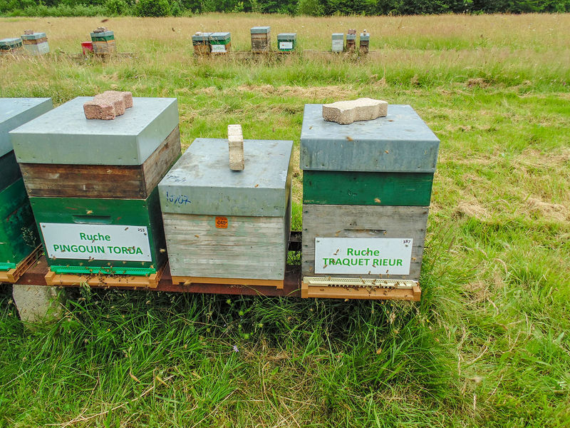 La ruche Traquet rieur