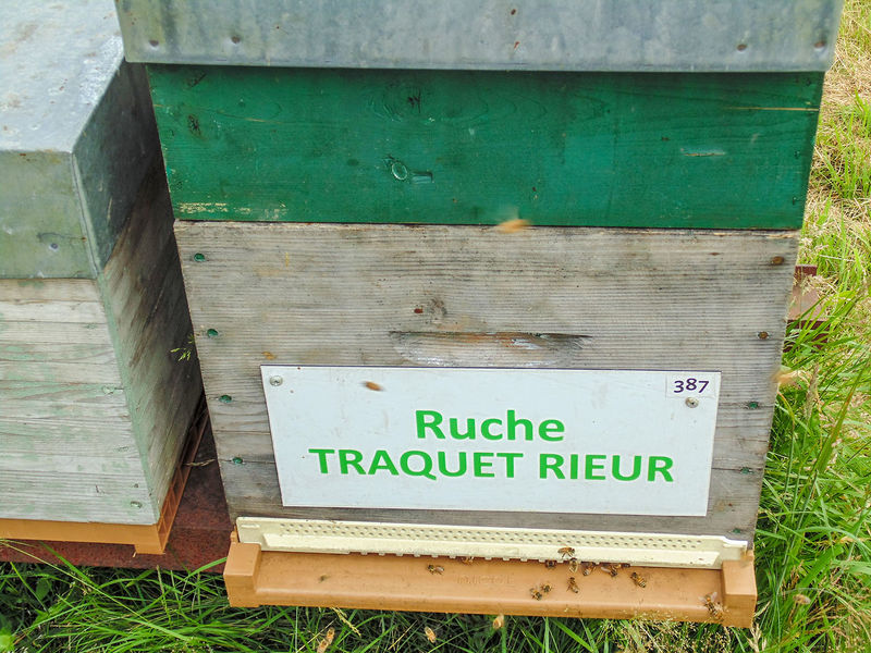 La ruche Traquet rieur