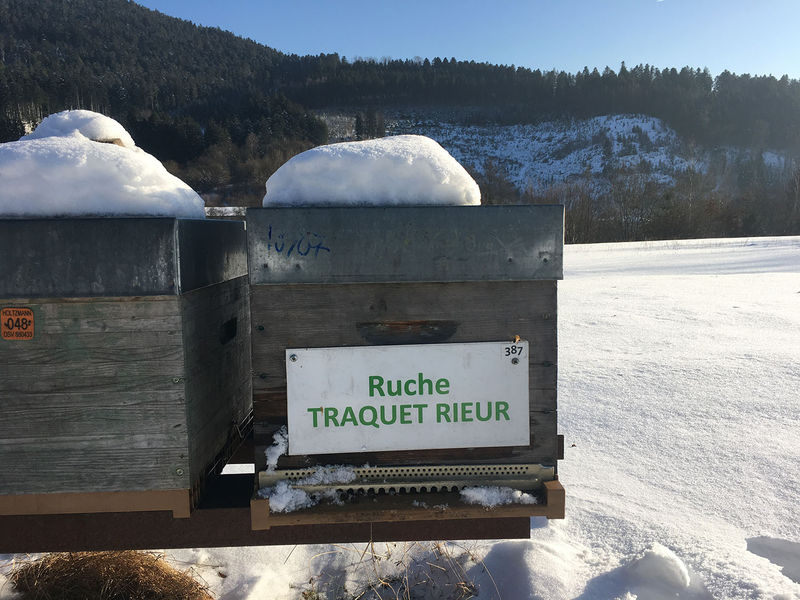 La ruche Traquet rieur