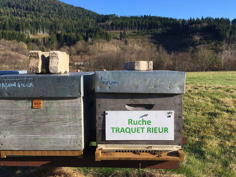 La ruche Traquet rieur