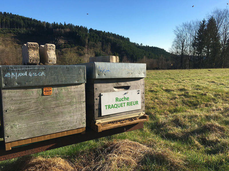 La ruche Traquet rieur