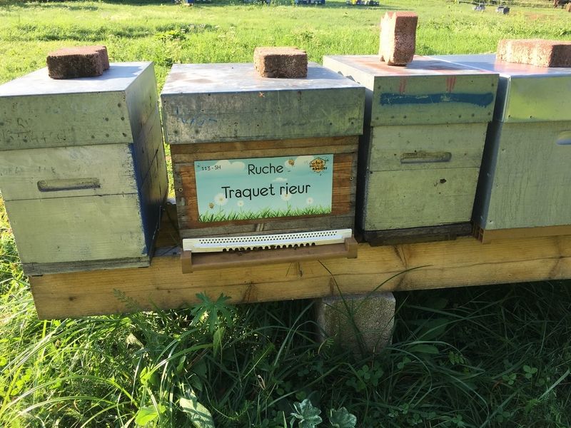 La ruche Traquet rieur