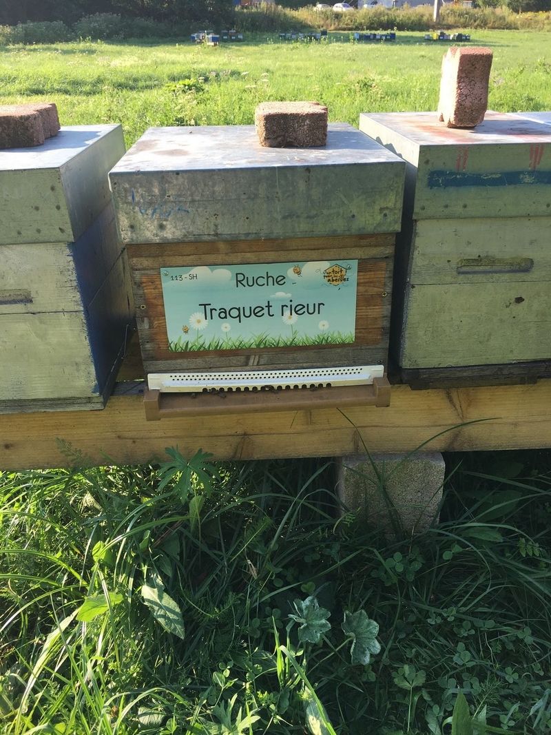 La ruche Traquet rieur