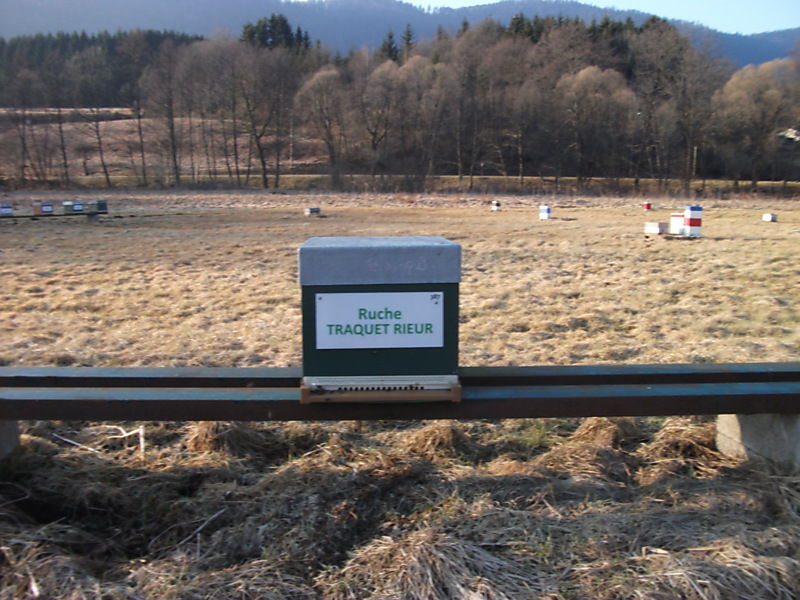 La ruche Traquet rieur