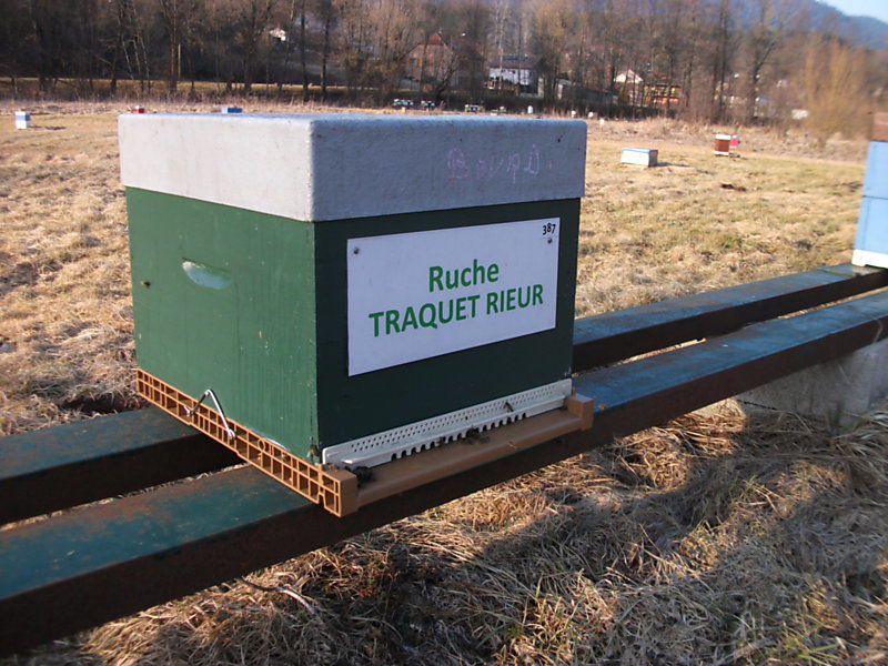 La ruche Traquet rieur