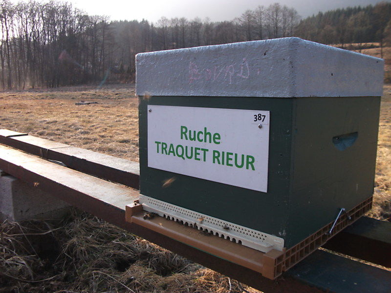 La ruche Traquet rieur