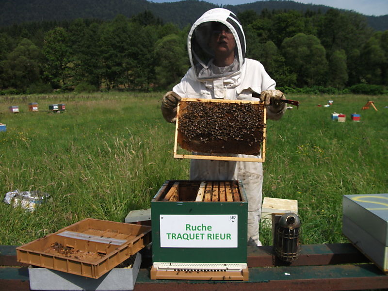 La ruche Traquet rieur